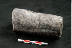 Foto (Seitenansicht) von Calamites communis Ettingshausen (NHMW-GEO-2024-0188-10964)